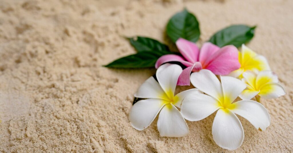 15 Beautiful Flowers for Your Window Box Ideas That Shine