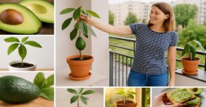 Read more about the article Growing Avocados in Small Pots at Home: It’s Easier Than You Think!