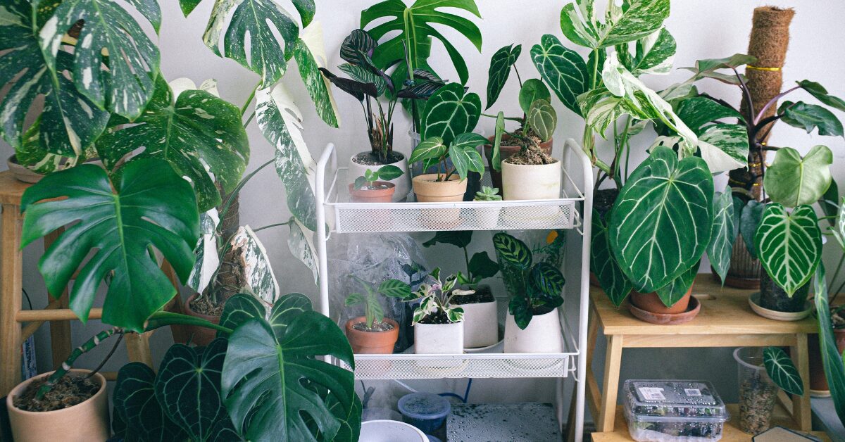 You are currently viewing 15 Brilliant Indoor Plant Wall Ideas to Transform Your Space