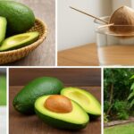 How to Grow Avocados at Home for a Never-ending Supply