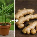 20 Easy Tips on How to Grow Ginger in Pots Like a Pro!