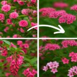 26 Gorgeous Pink Flowering Shrubs That’ll Blow Your Mind