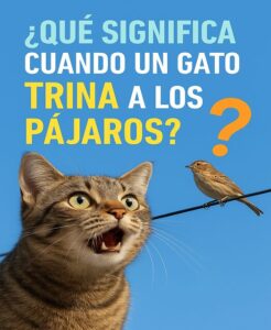Read more about the article ¿Qué Significa Cuando un Gato Trina a los Pájaros?