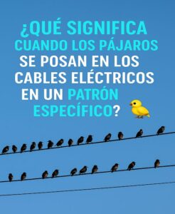 Read more about the article ¿Qué Significa Cuando los Pájaros se Posan en los Cables Eléctricos en un Patrón Específico?
