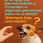 ¿Por Qué los Perros Ladran y Muérden a Algunas Personas Pero No a Otras? ¡Siempre Hay una Razón!