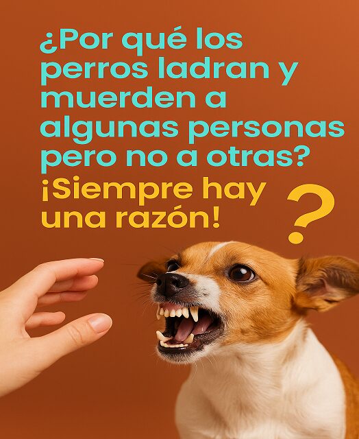 You are currently viewing ¿Por Qué los Perros Ladran y Muérden a Algunas Personas Pero No a Otras? ¡Siempre Hay una Razón!