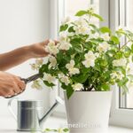 How to Grow Jasmine at Home Easily for Fragrant Blooms