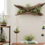 12 Air Plant Display Designs That Instantly Elevate Your Space