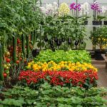 10 Best Plants to Grow in a Greenhouse Easily
