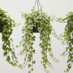12 Best Hanging Ivy Plants Indoor — Easy, Low Effort, High Impact