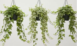 Read more about the article 12 Best Hanging Ivy Plants Indoor — Easy, Low Effort, High Impact