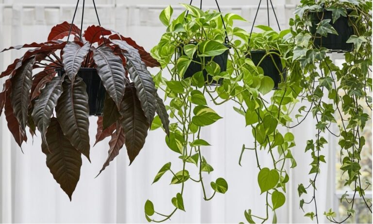 12 Low Light Hanging Plants Indoor That Even “Plant Killers” Can’t Kill