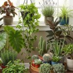 Beginner Houseplants That Are Nearly Impossible to Kill | Indoor Plant Guide