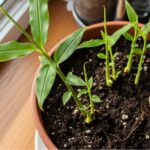 How to Grow Ginger Plant Indoors — The Complete Beginner-Friendly Guide