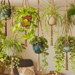 Top 9 Indoor Hanging Plant Pots Every Home Needs