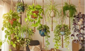Read more about the article Top 9 Indoor Hanging Plant Pots Every Home Needs