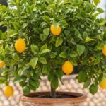 9 Easy Fruit Trees You Can Grow Indoors (And Actually Harvest!)