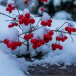 Which Berry Represents Your Birth Month? Garden Shrubs by Month