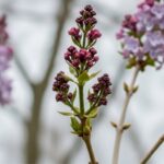Don’t Risk the Health of Your Plants This Winter – 7 Trees and Shrubs to Never Prune in December