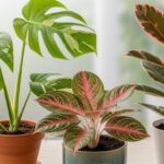 Variegated Houseplants Bring Harmony and Balance to the Home, Says a Feng Shui Expert – Here Are Three of the Best and What They Symbolize