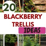 20 Blackberry Trellis Ideas for a Productive & Stylish Garden