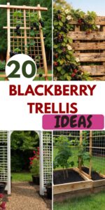 Read more about the article 20 Blackberry Trellis Ideas for a Productive & Stylish Garden