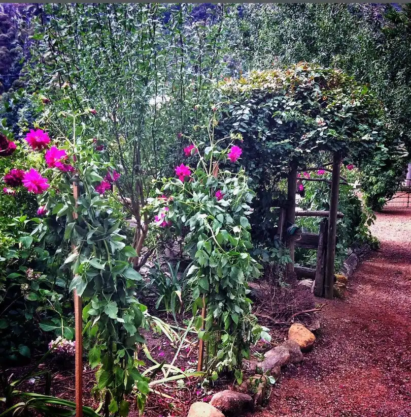 rustic garden ideas wooden garden arch with climbing plants