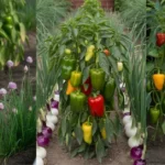 What to Plant With Bell Peppers for a Healthy Garden