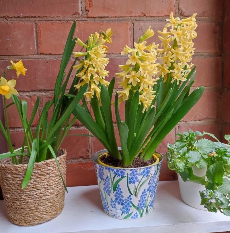 small side porch with wall shelf for plants and decor