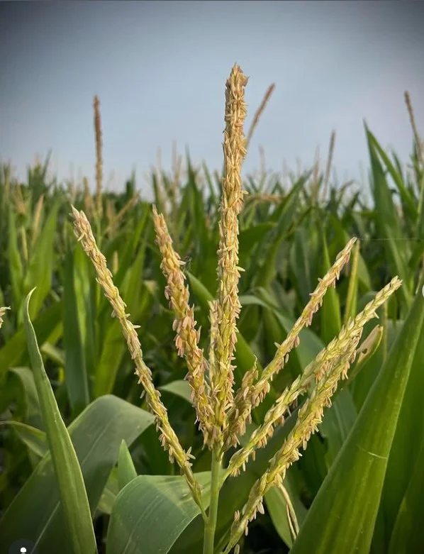 what not to plant with bee balm tall corn shading flower plants