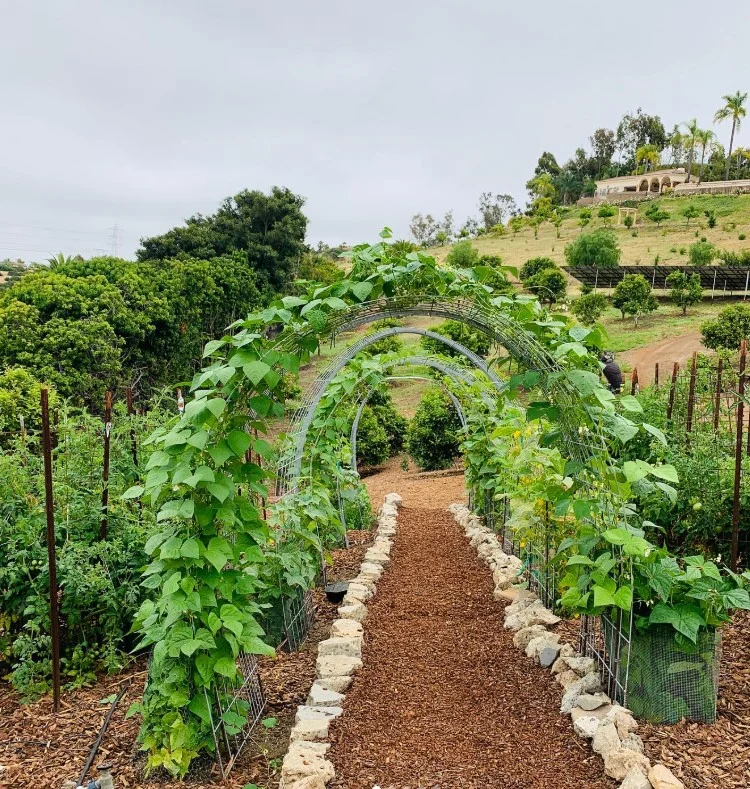 what not to plant with bee balm cucumber vines in backyard garden