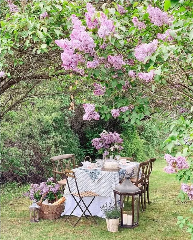 what not to plant with bee balm lilac shrub blooming in garden