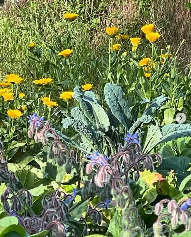 what not to plant with bee balm overcrowded mixed flower bed spacing issue