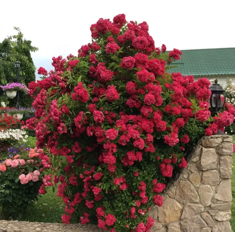 what not to plant with bee balm rose bush growing in flower bed