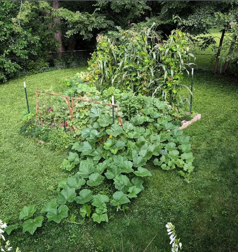 what not to plant with bee balm squash vine spreading across soil