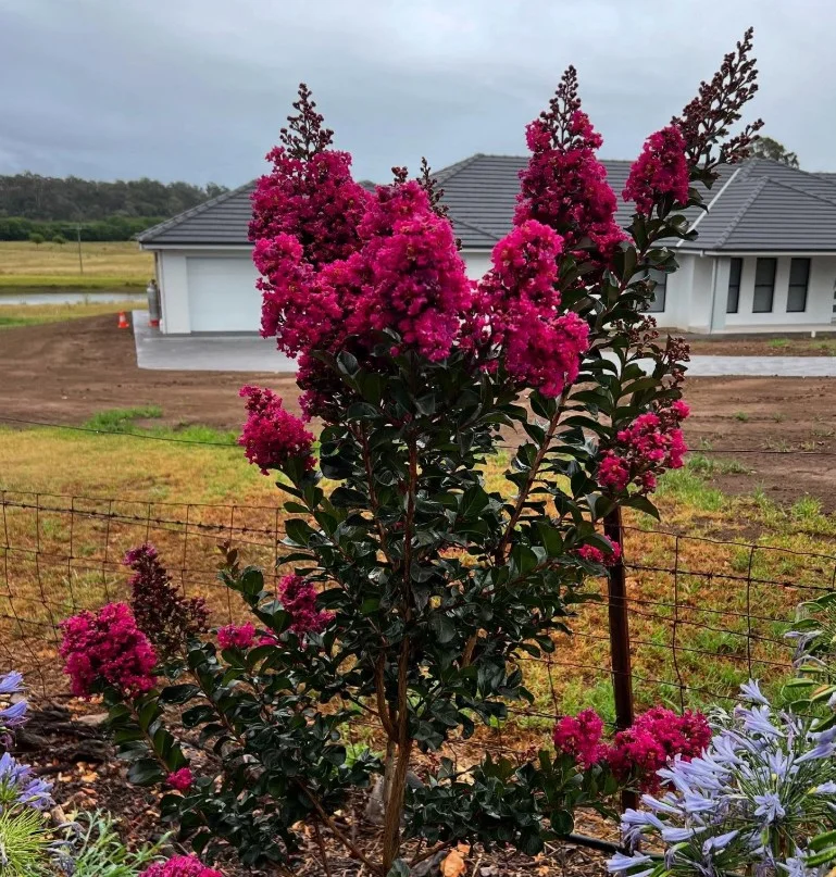 what not to plant with bee balm tall shrubs blocking sunlight