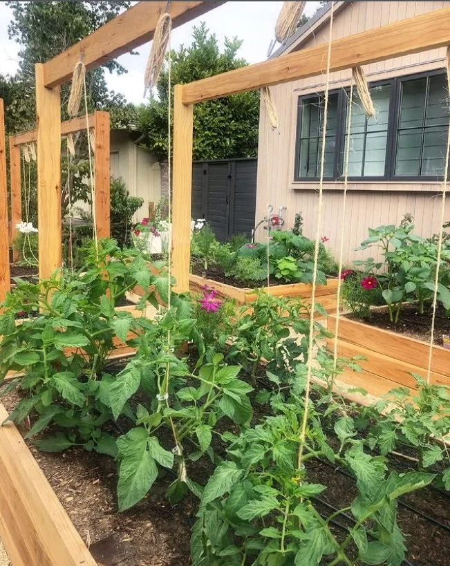 what not to plant with bee balm tomato plants in nearby vegetable garden