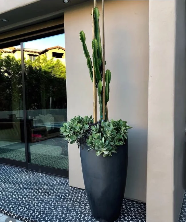 small front stoop with one large statement plant modern entry